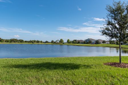 Waterset by Cardel Homes in Apollo Beach - photo 44