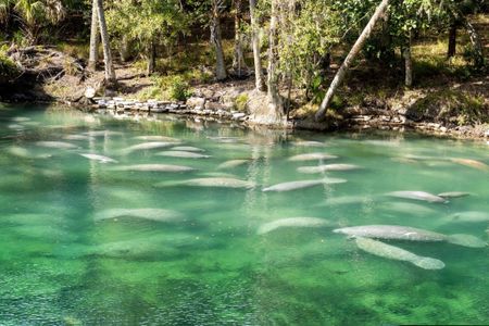 Manatees at Blue Springs