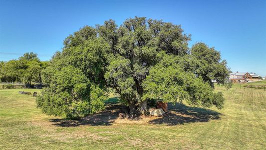 Large mature tree in the backyard