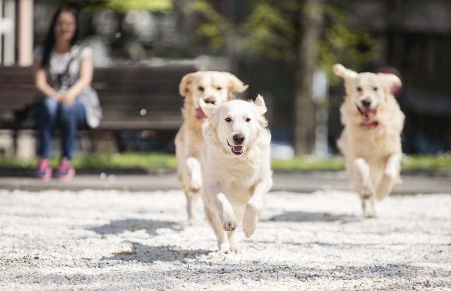 Dog Park at Mt. Carmel Park