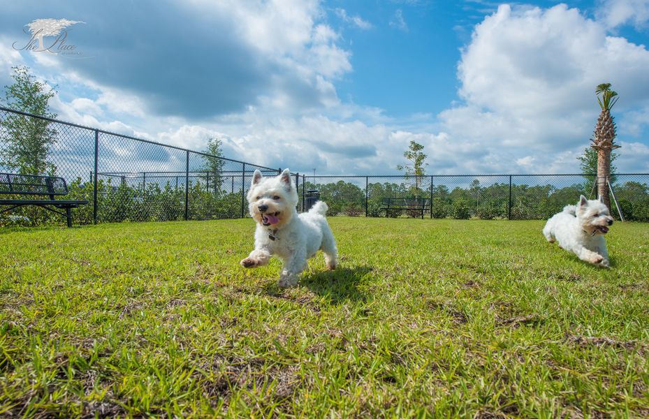 Dog Park For Your Furry Friend