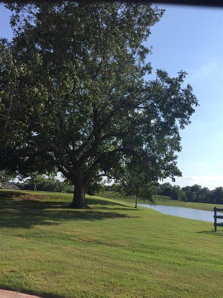 The largest tree is the community is close to the lodge and the lake.