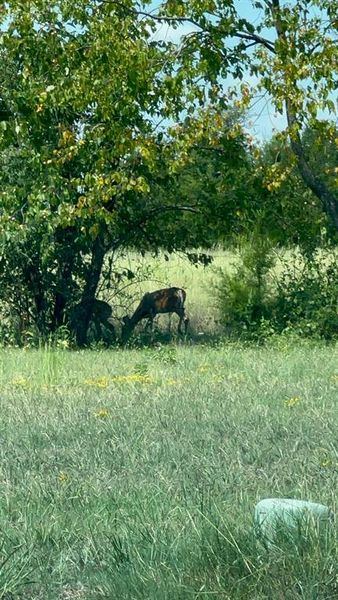 SURPRISE!!!! 3 deer