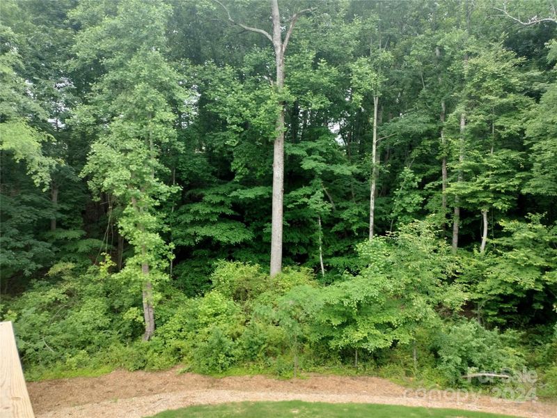 Woods behind property