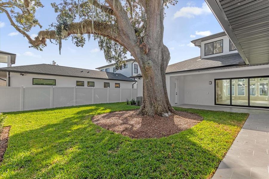 Oak tree provides a shady back yard