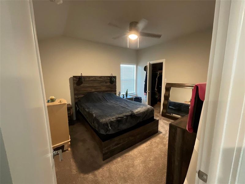 Bedroom featuring ceiling fan, carpet floors, a closet, and a walk in closet