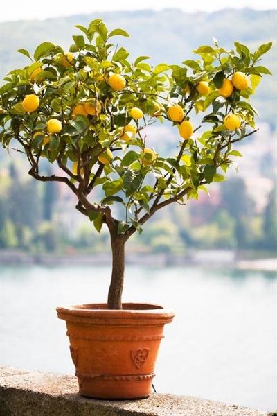 This meyer lemon tree will be my gift to you at closing!