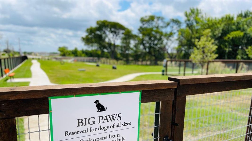 Large Dog - Dog Park