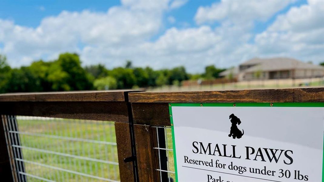 Small Dog - Dog Park