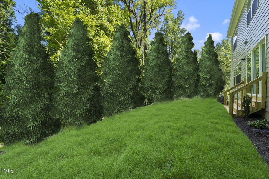 Back Tree Line Westmoreland